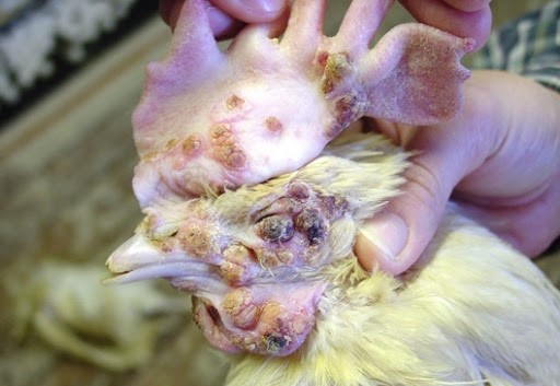 Bệnh đậu ở gà biểu hiện qua 3 dạng chính