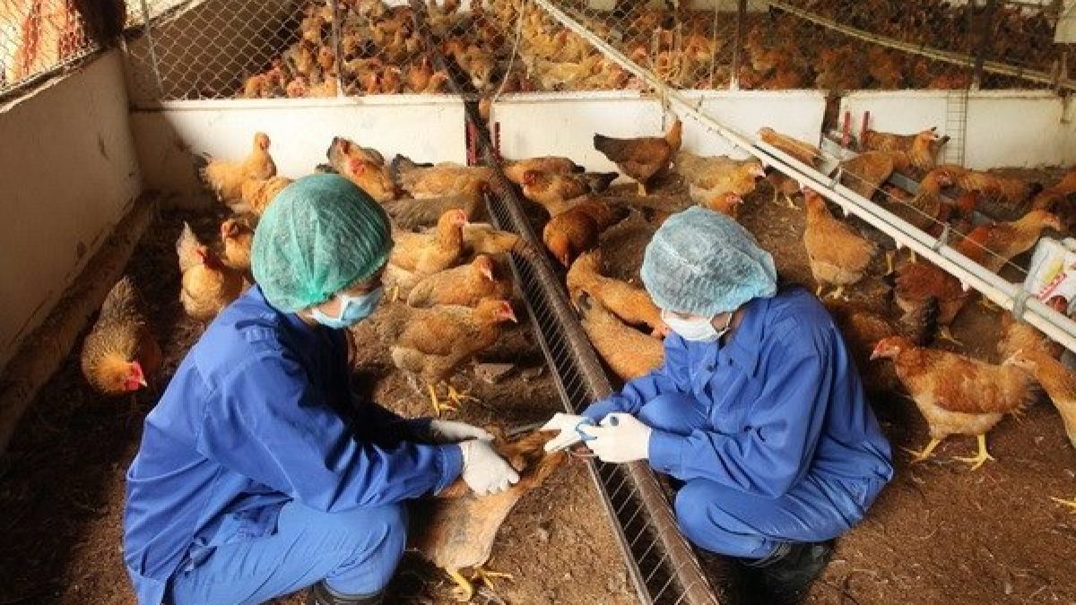 Sử dụng kháng sinh khi gà bị nặng