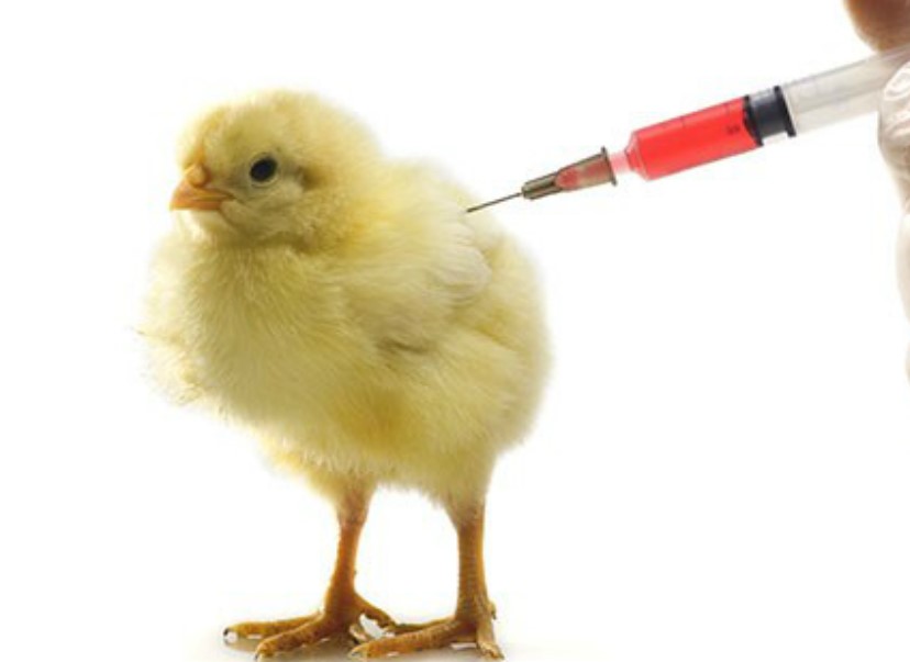 Tiêm vacxin cho gà để phòng bệnh