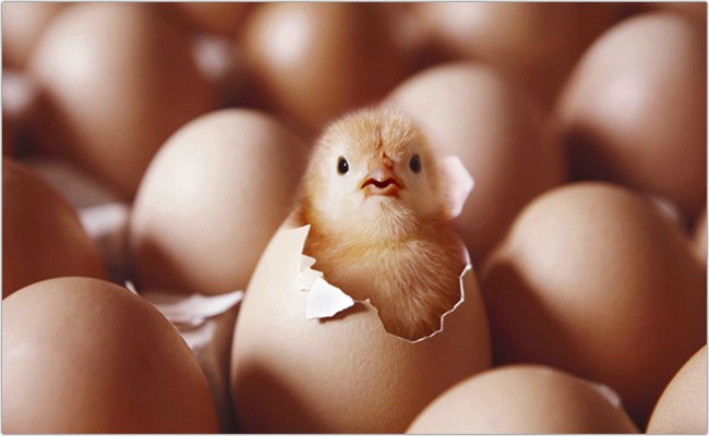 Cách bảo quản trứng
