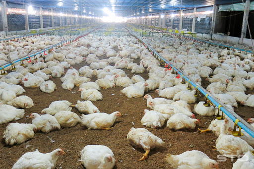Kỹ thuật nuôi gà đẻ trứng  mang lại hiệu quả kinh tế cao  Nextfarm