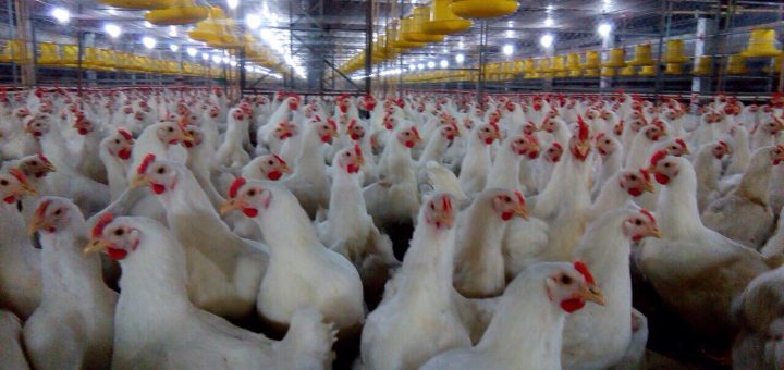 Quy mô phát triển nuôi gà công nghiệp