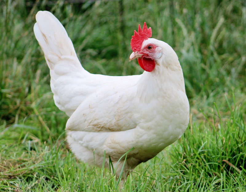 Giai đoạn từ 10 đến 21 tuần tuổi của gà siêu trứng lông trắng 
