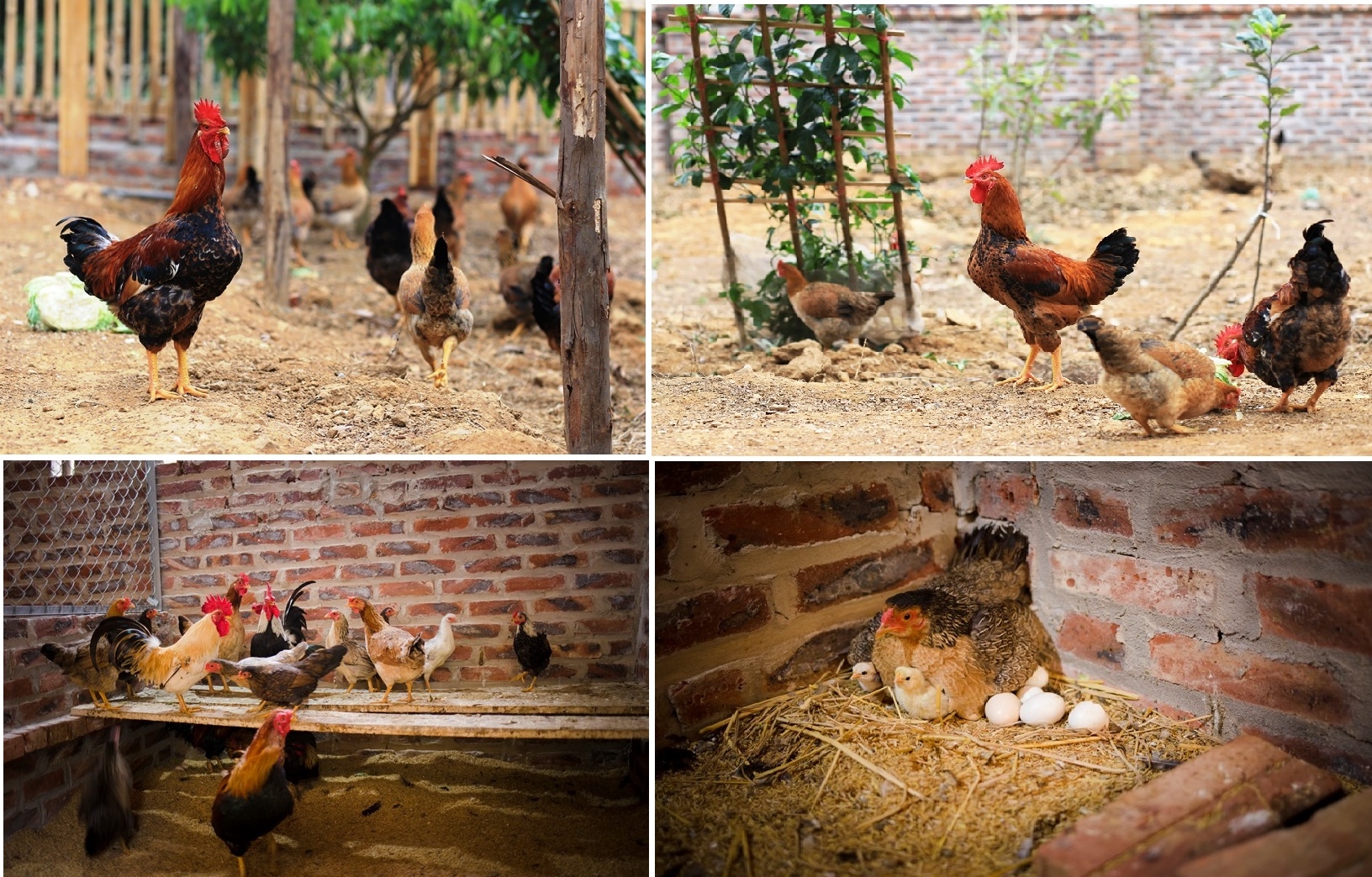 Chia sẻ kinh nghiệm làm chuồng nuôi gà lấy thịt và lấy trứng
