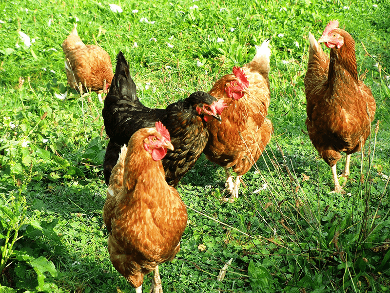 Mẹo hay dùng giun quế làm thức ăn chăn nuôi gà hiệu quả