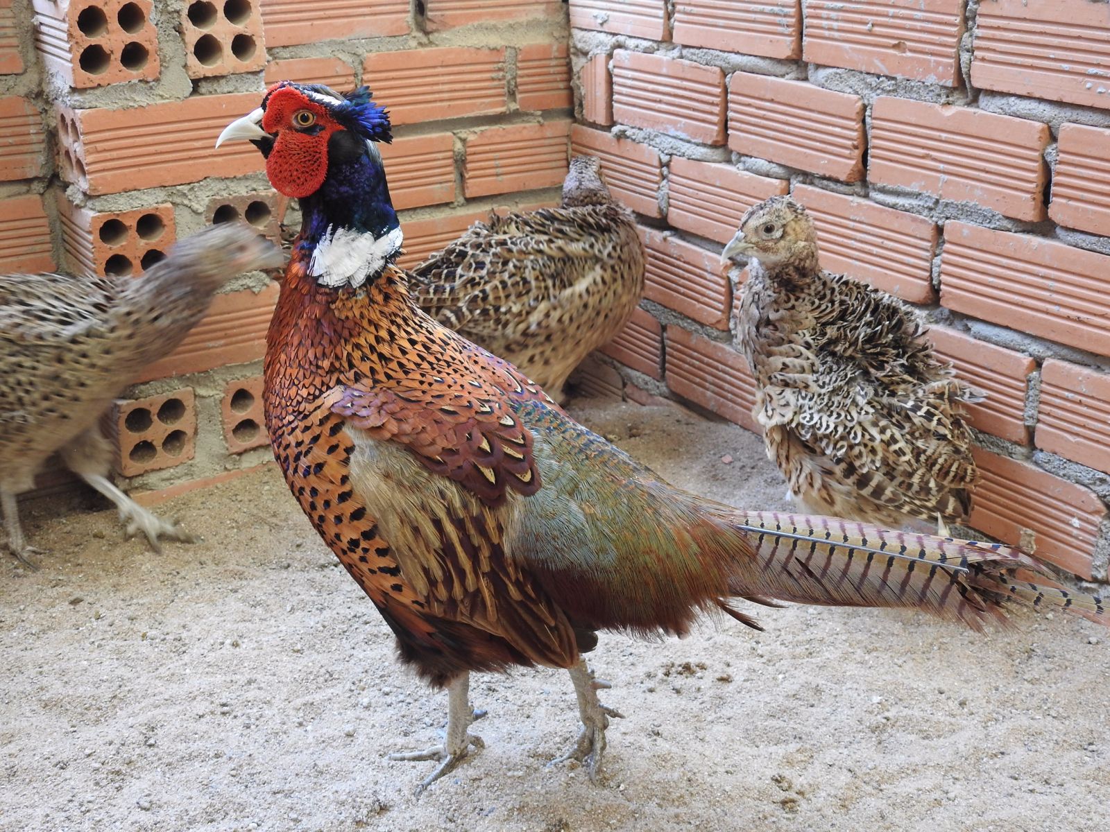 Làm giàu từ nuôi chim trĩ đỏ ở Tây Nguyên | baotintuc.vn