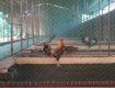 Hướng dẫn làm chuồng trại nuôi gà thịt bằng lưới với chi phí rẻ