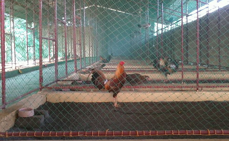 Hướng dẫn làm chuồng trại nuôi gà thịt bằng lưới với chi phí rẻ