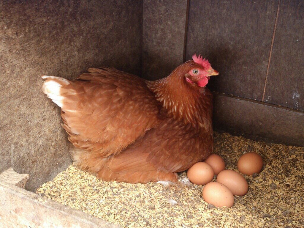 Gà nuôi con bao lâu thì đẻ trứng?