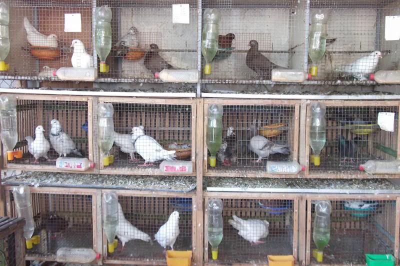 Những loại chuồng nuôi chim bồ câu phổ biến hiện nay mà bạn nên biết  Nông  Nghiệp 24h