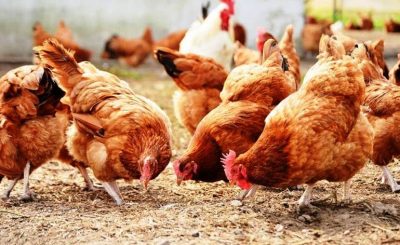 Kiếm 4 tỷ đồng một năm nhờ cách chăn nuôi gà độc đáo có một không hai