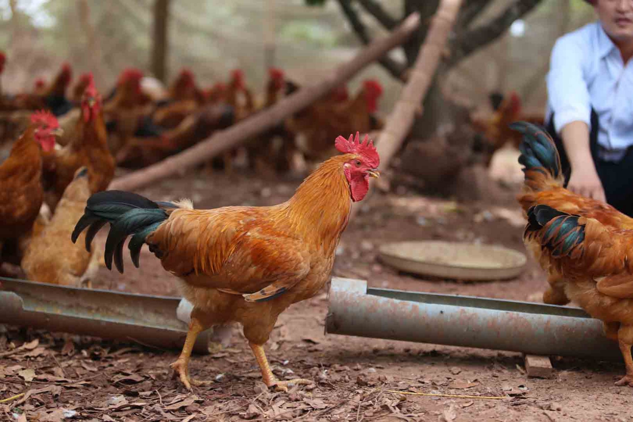 Nên xử lý mùi hổi để chăn nuôi gà nhốt chuồng mang lại hiệu quả cao