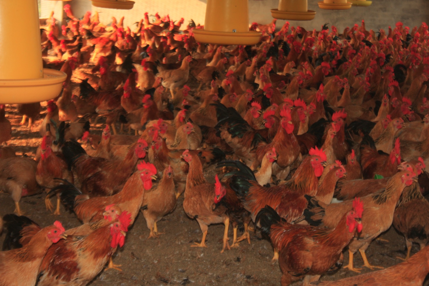 Cần có một chế độ dinh dưỡng hợp lý để gà có năng suất cao