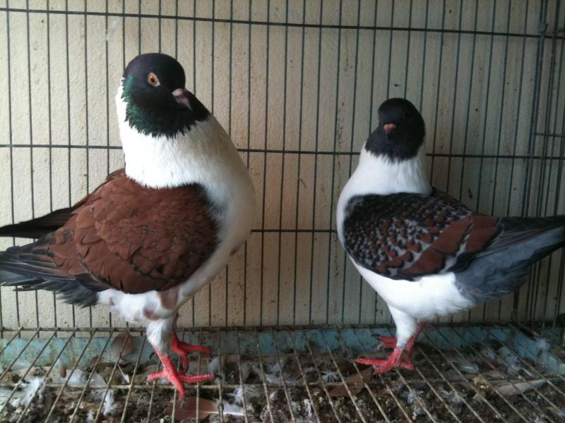 Chim Bồ Câu: Đặc điểm, chọn giống, cách nuôi và phòng bệnh cho bồ câu