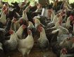 Lãi hàng trăm triệu đồng một năm từ nuôi gà Ai Cập lai AG1 hướng trứng