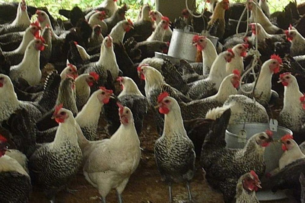 Lãi hàng trăm triệu đồng một năm từ nuôi gà Ai Cập lai AG1 hướng trứng
