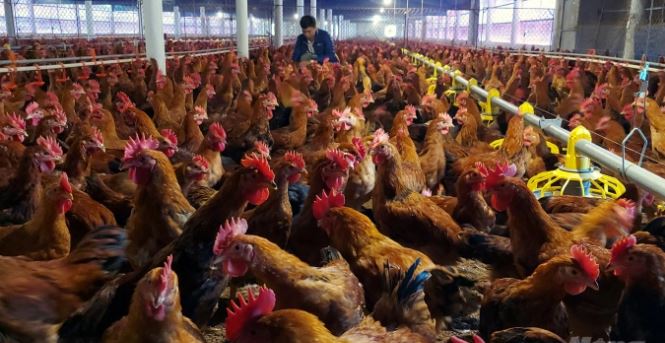 Nhờ nuôi gà mía an toàn sinh học, mỗi năm, gia đình ông Nguyễn Quang Vinh tại thôn 2, xã Quý Lộc (Yên Định, Thanh Hóa) lãi ròng 500-600 triệu đồng.