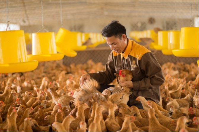 Người nông dân có nhiều lợi thế khi liên kết chăn nuôi với Công ty Lượng Huệ, trong đó cái được nhất là giá cả ổn định và chăn nuôi an toàn.