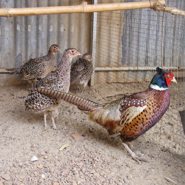 Mô hình chăn nuôi chim trĩ đem lại lợi nhuận cao cho bà con nông dân