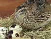 Mô hình nuôi chim cút khép kín giúp người dân thu lãi hàng triệu đồng