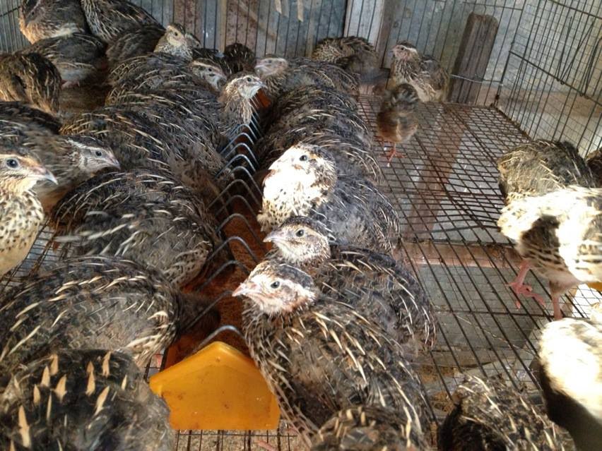 Mô hình nuôi chim cút khép kín giúp người dân thu lãi hàng triệu đồng