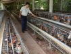 Mô hình nuôi gà tre lấy thịt của hộ dân ở Tiền Giang mang lại thu nhập cao