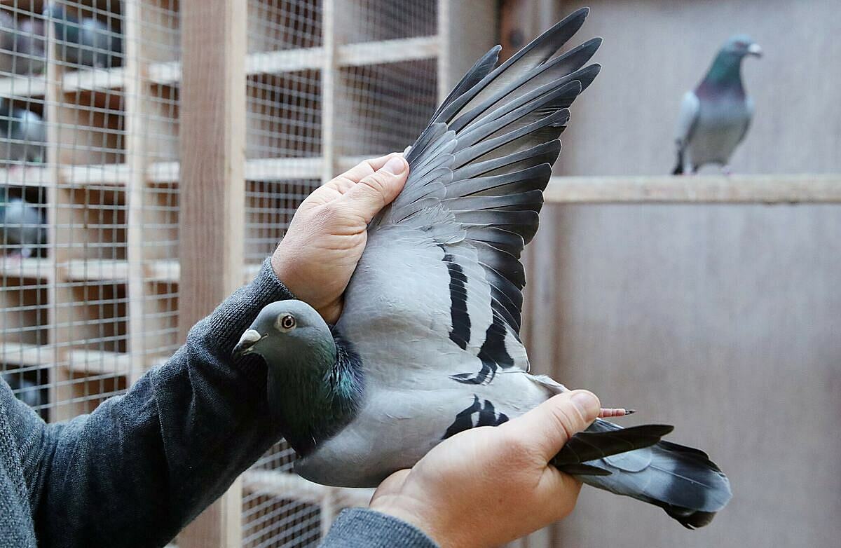 Một số loại bệnh thường gặp ở chim bồ câu và cách phòng tránh