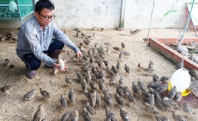 Nghiên cứu thành công mô hình nuôi chim cút chiếm lĩnh thị trường