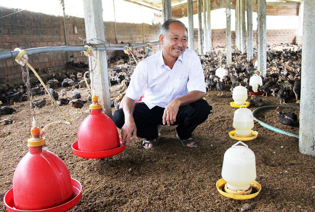 Ông Mai Văn Rõ nuôi gà quy mô 30.000 còn lo lắng khi giá gà giảm do ảnh hưởng của Covid-19