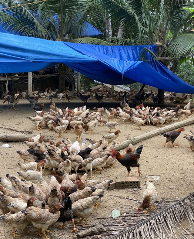 Nếu từ nay đến Tết Nguyên đán, giá gà không tăng thì người nuôi gà ở Bình Định tiếp tục thua lỗ.
