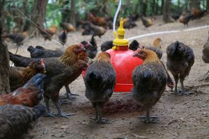Người nuôi gà ở Trung Quốc ảnh hưởng nặng từ dịch bệnh