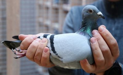 Nguyên nhân và cách phòng tránh bệnh thương hàn ở chim bồ câu