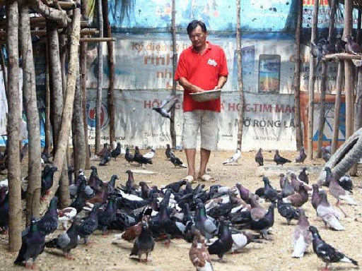 Thị trường tiêu thụ chim bồ câu