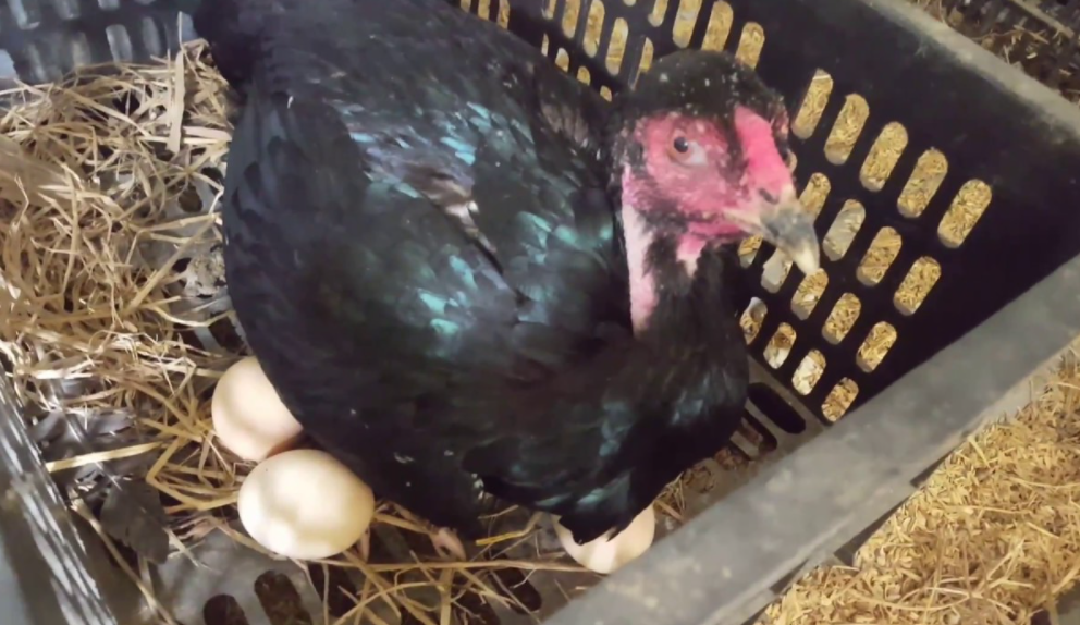 Cách chọn gà chọi đẻ trứng đều
