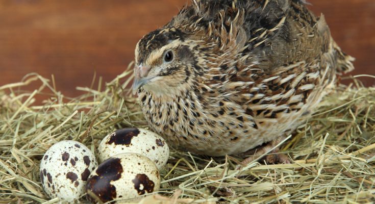Phương pháp chăm nuôi chim cút đẻ trứng