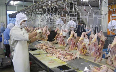 Xuất khẩu thịt gà vào thị trường Nhật Bản tạo ra nhiều cơ hội cho sản phẩm nông sản Việt Nam.