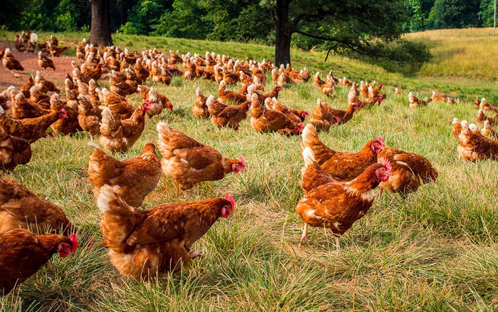 Hiệu quả chuyển đổi từ mô hình nuôi gà nhốt trong chuồng sang mô hình nuôi  gà thả vườn