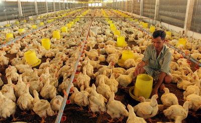 Trại nuôi gà thả vườn chiếm số lượng lớn nhất tỉnh Đồng Nai
